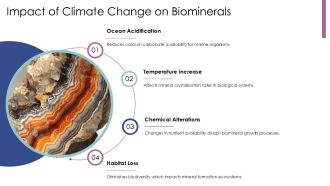 Understanding The Biomineralization Process PPT Designs AT Adaptable Multipurpose