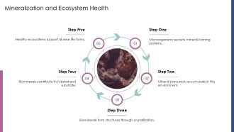 Understanding The Biomineralization Process PPT Designs AT Template Attractive