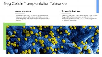 Understanding Treg Cells Key Players In Immune Regulation PPT Example ST AI Professional Colorful