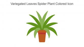 Variegated Leaves Spider Plant Colored Icon In Powerpoint Pptx Png And Editable Eps Format
