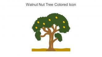 Walnut Nut Tree Colored Icon In Powerpoint Pptx Png And Editable Eps Format