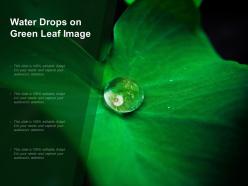 Water drops on green leaf image