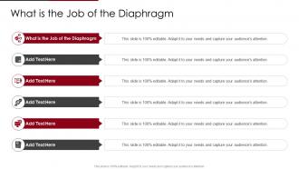 What Is The Job Of The Diaphragm In Powerpoint And Google Slides Cpp