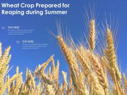 Wheat crop prepared for reaping during summer