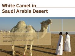 White camel in saudi arabia desert