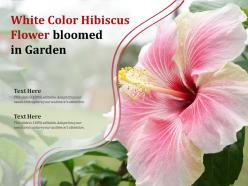 White color hibiscus flower bloomed in garden