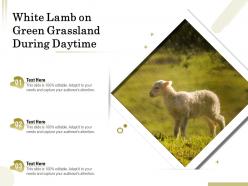 White lamb on green grassland during daytime