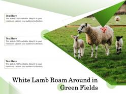 White lamb roam around in green fields