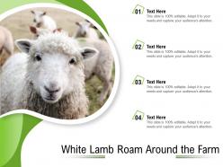 White lamb roam around the farm