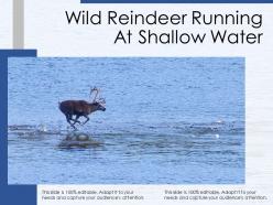Wild reindeer running at shallow water