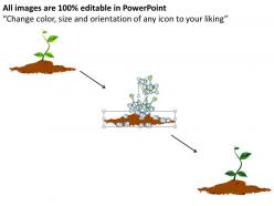 Yearly growth shown by plants growing from seedling to fully grown powerpoint diagram templates graphics 712
