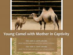 Young camel with mother in captivity