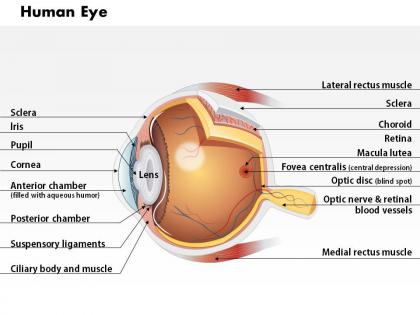 0514 anatomy of human eye medical images for powerpoint