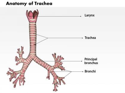 0514 anatomy of trachea medical images for powerpoint