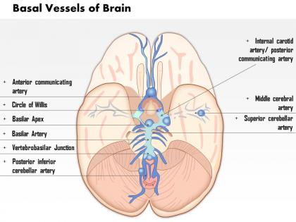 0514 basal vessels of the brain medical images for powerpoint