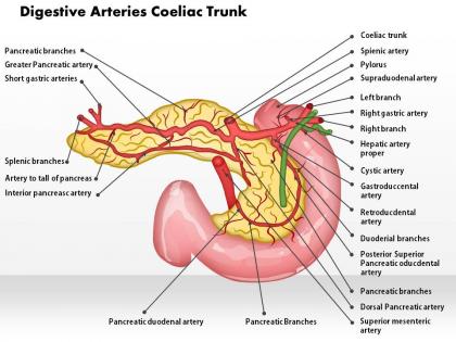 0514 digestive arteries celiac trunk medical images for powerpoint