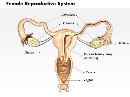 0514 female reproductive system medical images for powerpoint