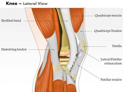 0514 knee lateral view medical images for powerpoint
