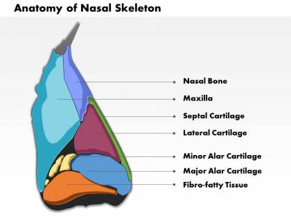 0514 lateral view of external nose anatomy of nasal skeleton medical images for powerpoint
