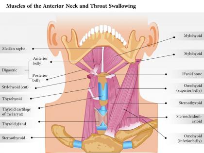 0514 muscles of anterior neck and throat swallowing medical images for powerpoint