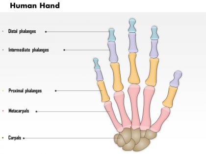 0514 the human hand medical images for powerpoint