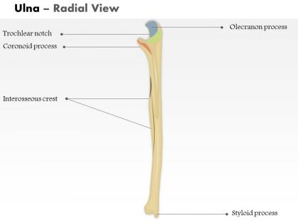 0514 ulna radial view medical images for powerpoint
