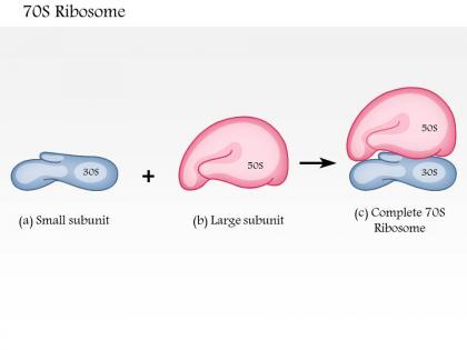 0614 70s ribosome medical images for powerpoint