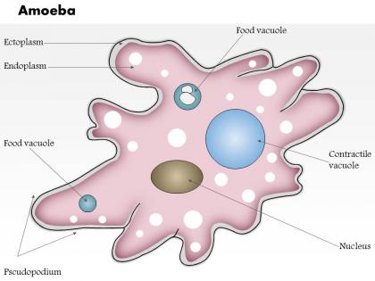 0614 amoeba medical images for powerpoint