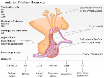 0614 anterior pituitary hormones medical images for powerpoint