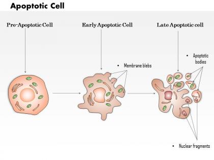 0614 apoptotic cell medical images for powerpoint