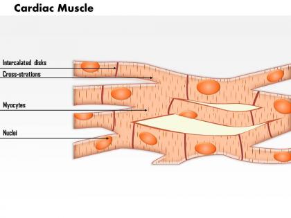 0614 cardiac muscle medical images for powerpoint