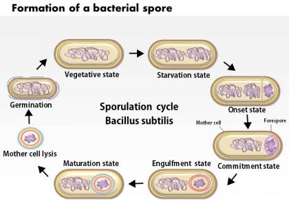 0614 formation of a bacterial spore by bacillus subtilis medical images for powerpoint