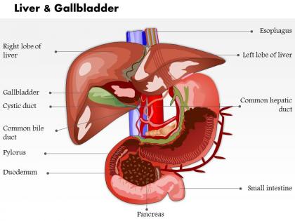 0614 liver and gallbladder in humna body medical images for powerpoint