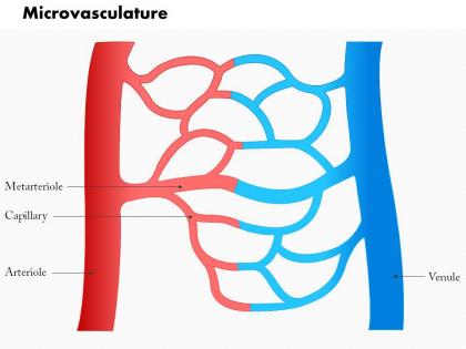 0614 microvasculature medical images for powerpoint
