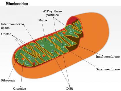 0614 mitochondrion biology medical images for powerpoint