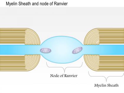 0614 myelin sheath and node of ranvier medical images for powerpoint