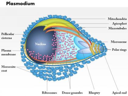 0614 plasmodium medical images for powerpoint