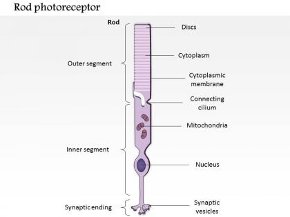 0614 rod photoreceptor medical images for powerpoint