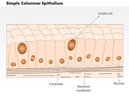 0614 simple columnar epithelium medical images for powerpoint