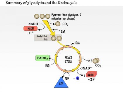 0614 summary of glycolysis and the krebs cycle medical images for powerpoint