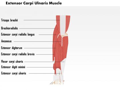 0714 extensor carpi ulnaris muscle medical images for powerpoint