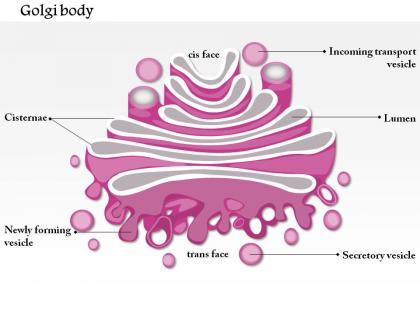 0714 golgi body medical images for powerpoint