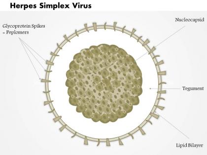 0714 herpes simplex virus medical images for powerpoint