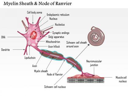 0714 myelin sheath and node of ranvier medical images for powerpoint