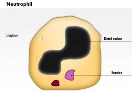 0714 neutrophil medical images for powerpoint