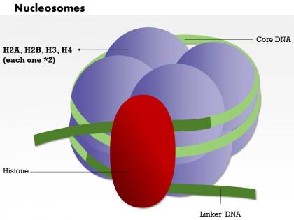 0714 nucleosomes medical images for powerpoint