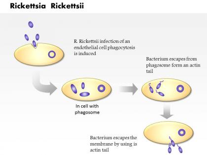0714 rickettsia rickettsia medical images for powerpoint