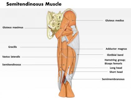 0714 semitendinosus muscle medical images for powerpoint