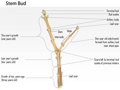 0714 stem bud medical images for powerpoint