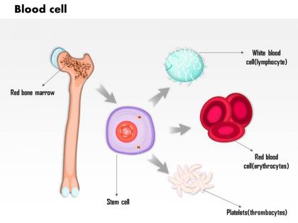 0814 blood cells medical images for powerpoint